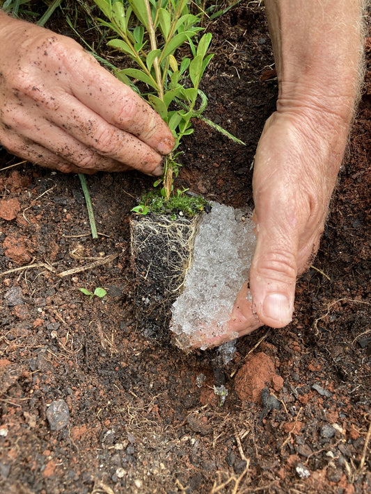 What Crystals Help Plants Grow?