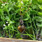 Small Tiger's Eye Gemstone Wire Wrapped Pendant